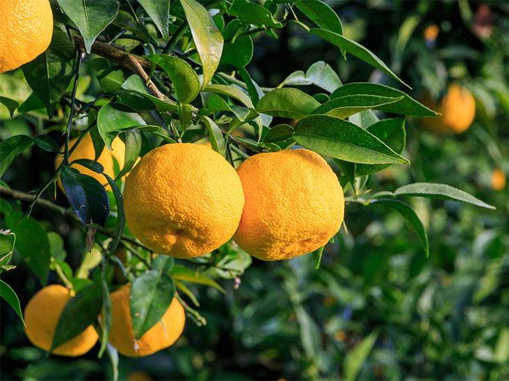 Citrus jonus (yuzu)